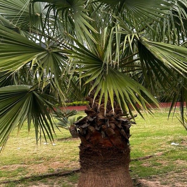 Washingtonia robusta Blatt