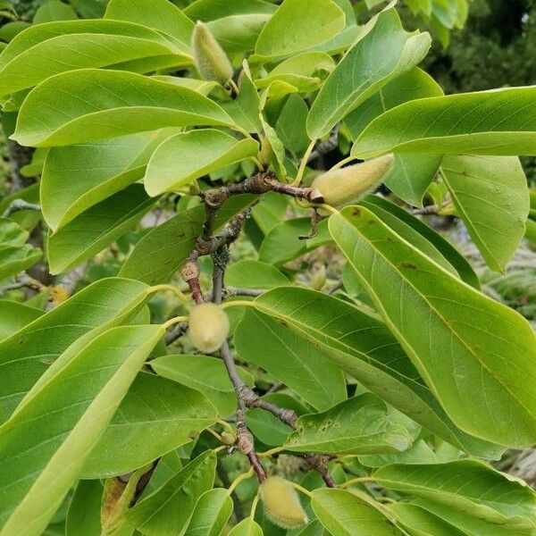 Magnolia sprengeri Lorea