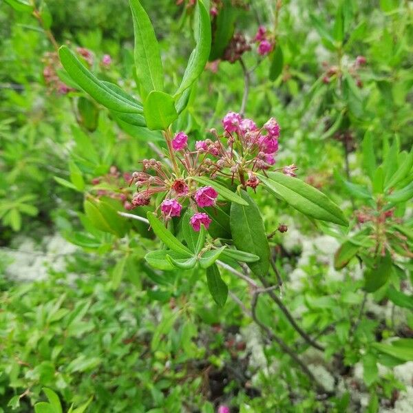 Kalmia angustifolia Blüte