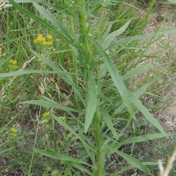 Erigeron canadensis 葉