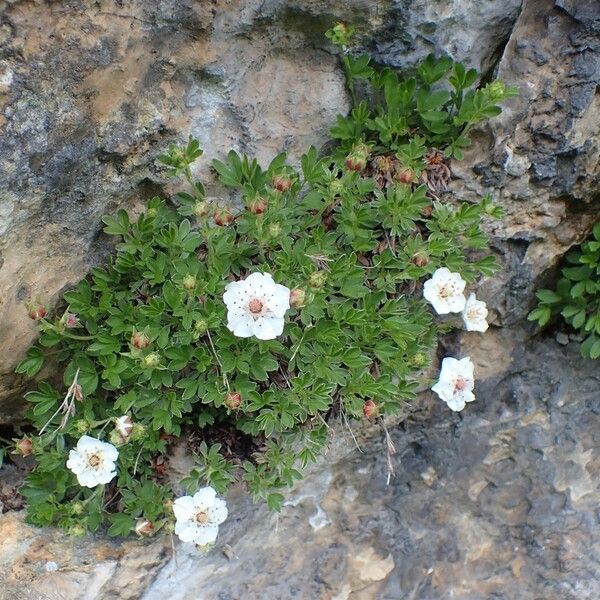 Potentilla nitida Habit