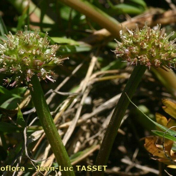 Oenanthe globulosa Fruit