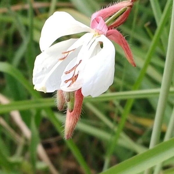 Oenothera gaura Kita