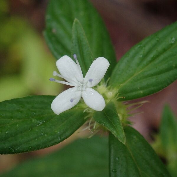 Spermacoce princeae Blomst