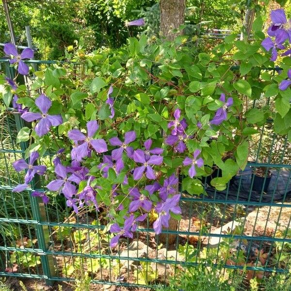 Clematis viticella Habitat