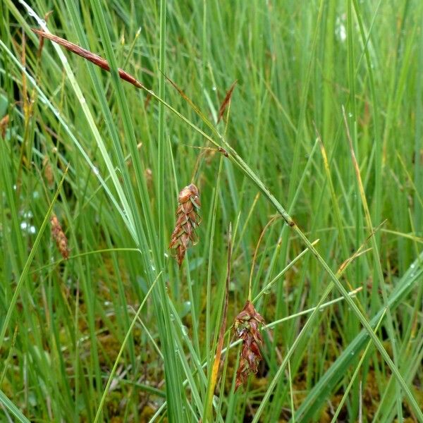 Carex limosa ᱵᱟᱦᱟ