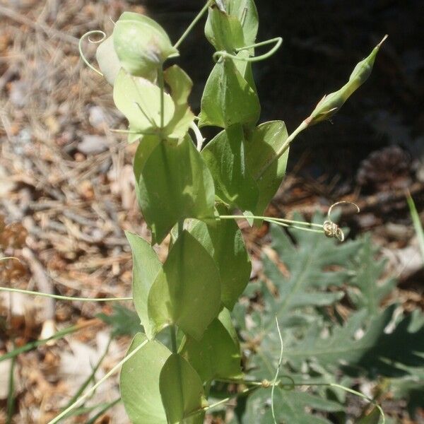 Lathyrus aphaca অভ্যাস