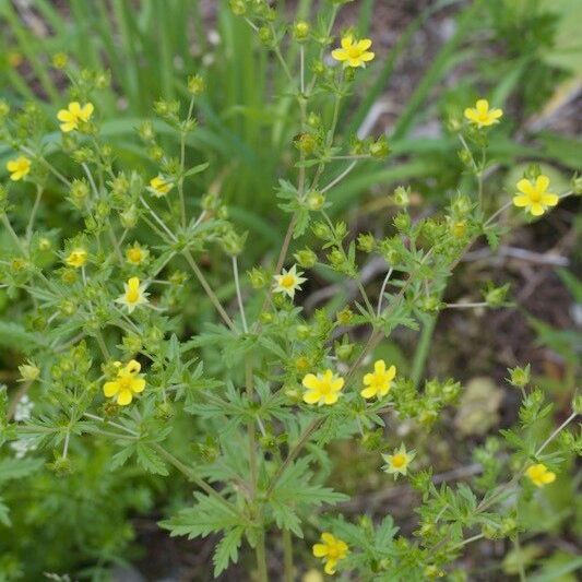 Potentilla intermedia Habit