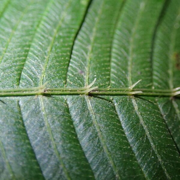 Pteris catoptera Folla