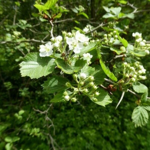 Crataegus douglasii Flower