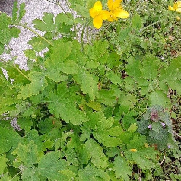 Chelidonium majus Staniste