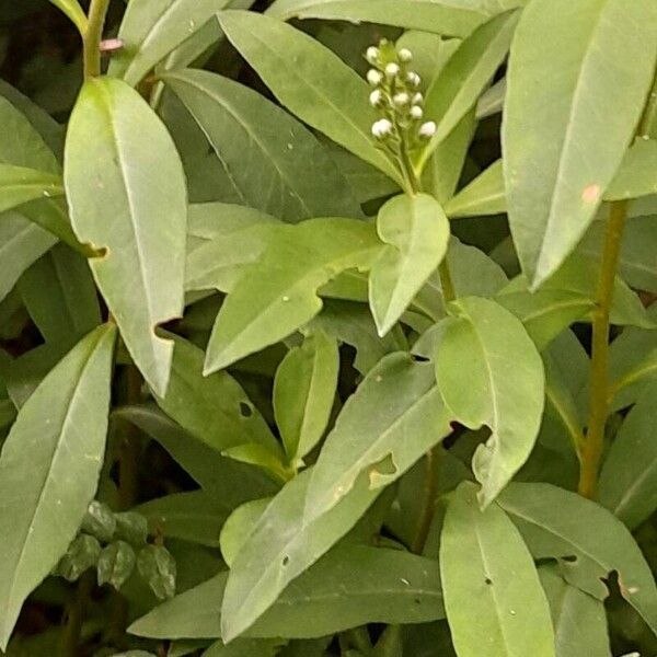 Lysimachia clethroides পাতা