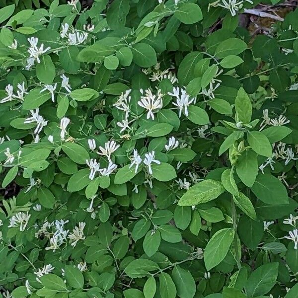 Lonicera morrowii പുഷ്പം