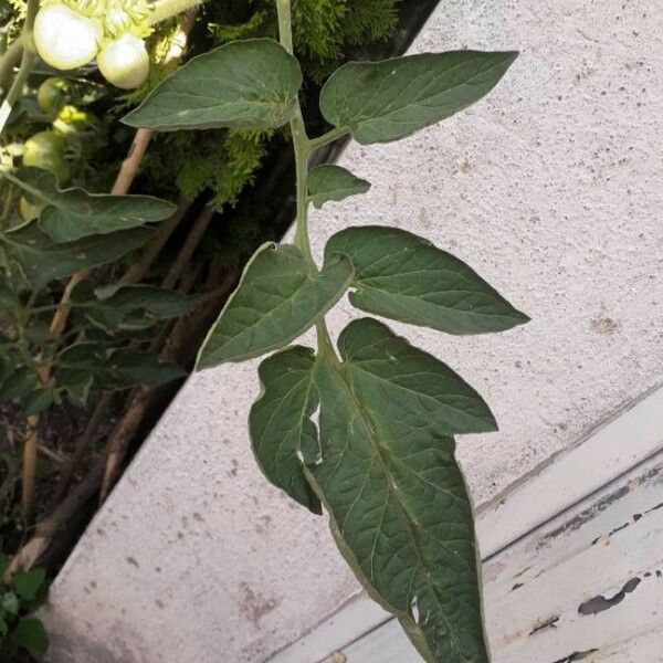 Solanum lycopersicum 叶