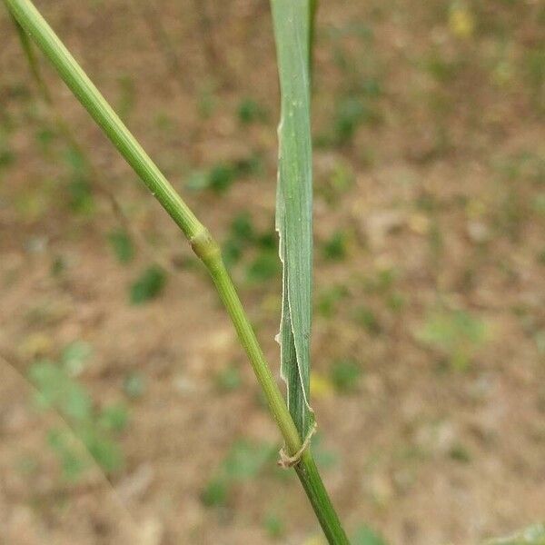 Milium effusum Blad