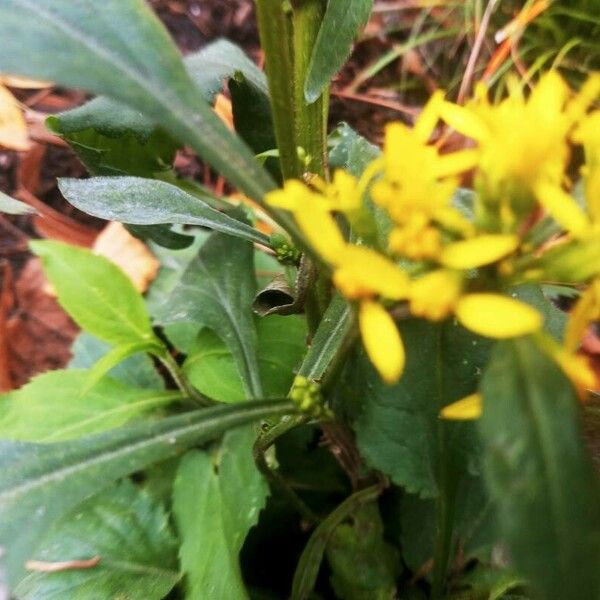 Solidago flexicaulis Folha