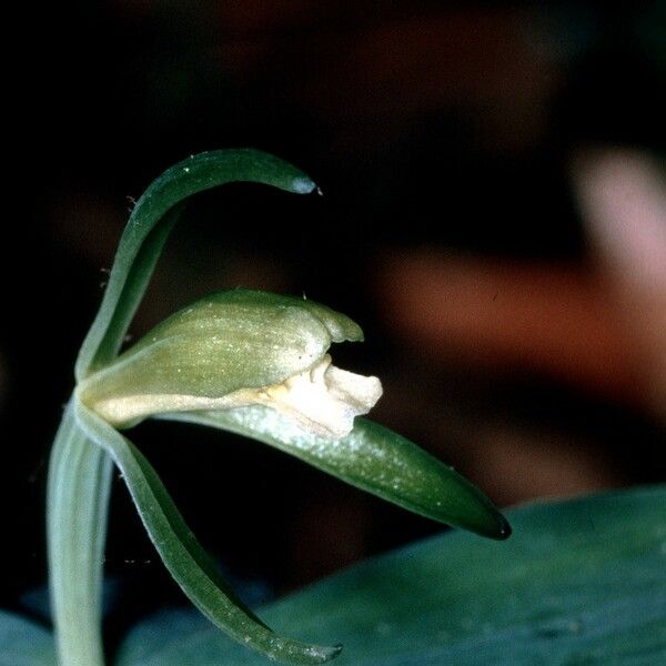 Isotria medeoloides Flower