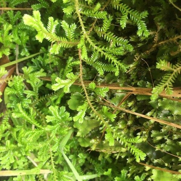 Selaginella kraussiana Blad