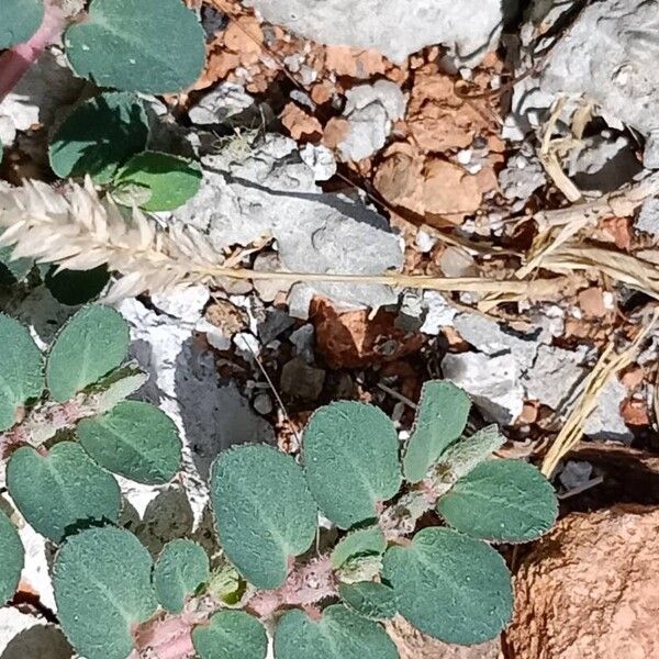 Euphorbia prostrata List