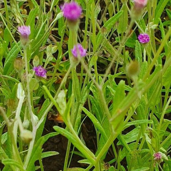Gutenbergia cordifolia Flor