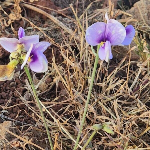 Vigna frutescens Flower