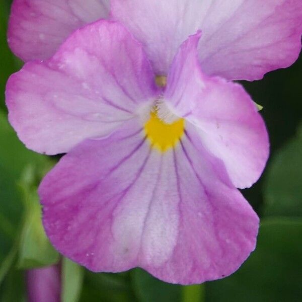 Viola × wittrockiana Anders