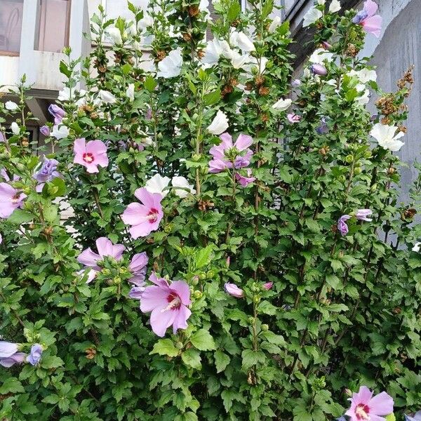 Hibiscus syriacus 整株植物