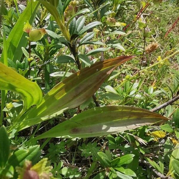 Gentiana purpurea List