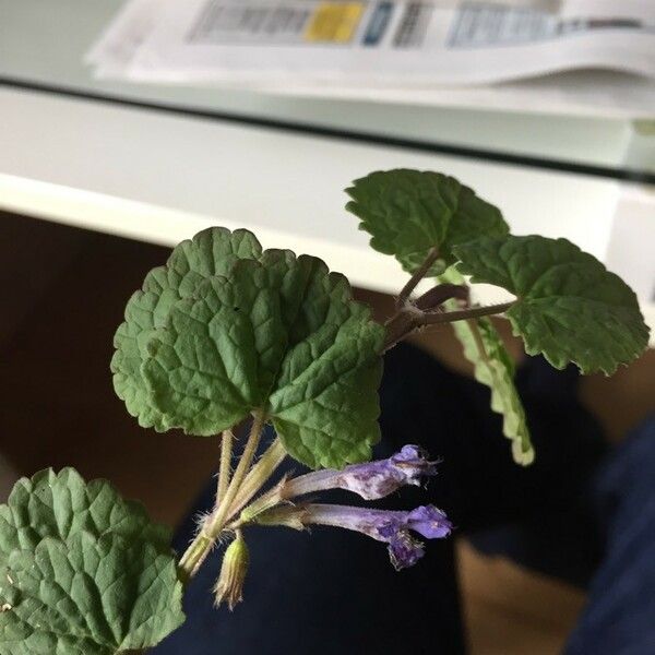 Glechoma hederacea Лист