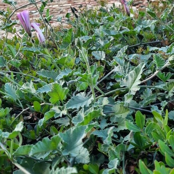 Convolvulus althaeoides Leaf