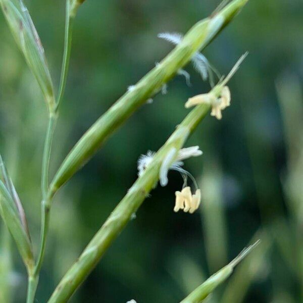 Brachypodium pinnatum Fleur