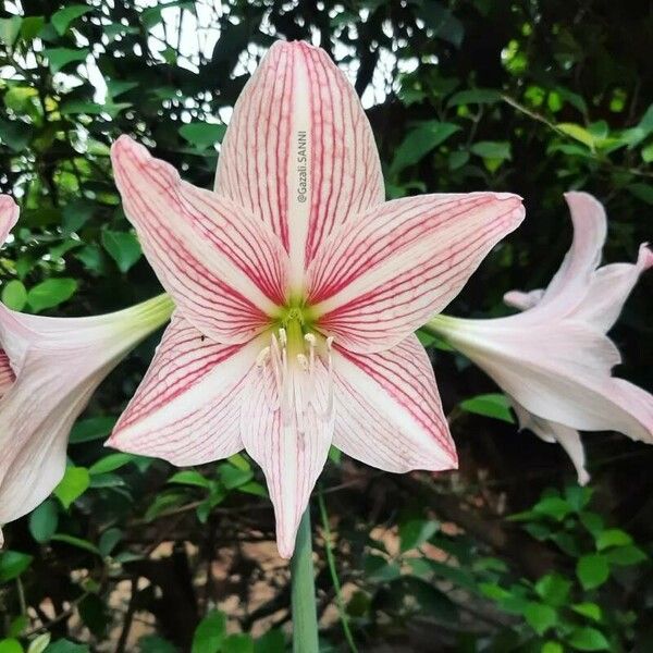 Hippeastrum reticulatum Žiedas