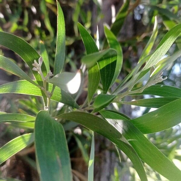 Acacia melanoxylon 葉