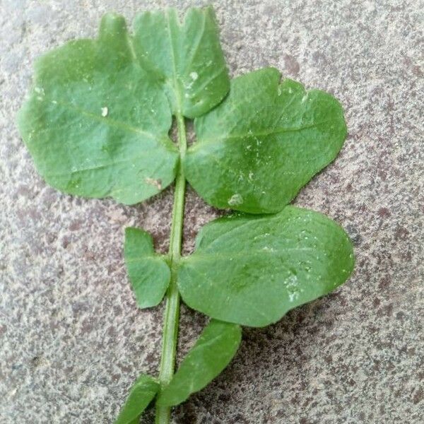 Nasturtium microphyllum 叶