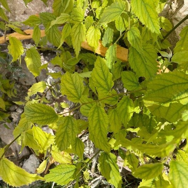 Celtis australis Leaf