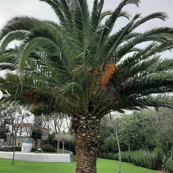 Phoenix canariensis Habitatea