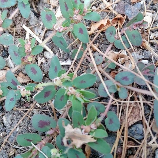 Euphorbia maculata Pokrój