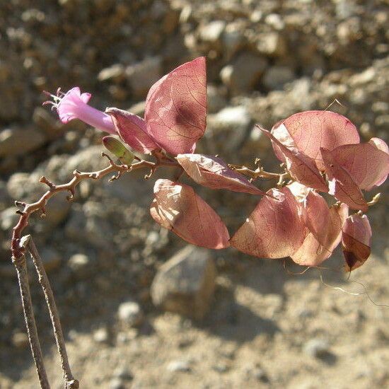 Ipomoea heptaphylla Фрукт