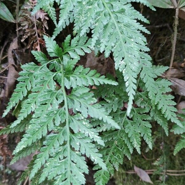 Asplenium onopteris Leaf