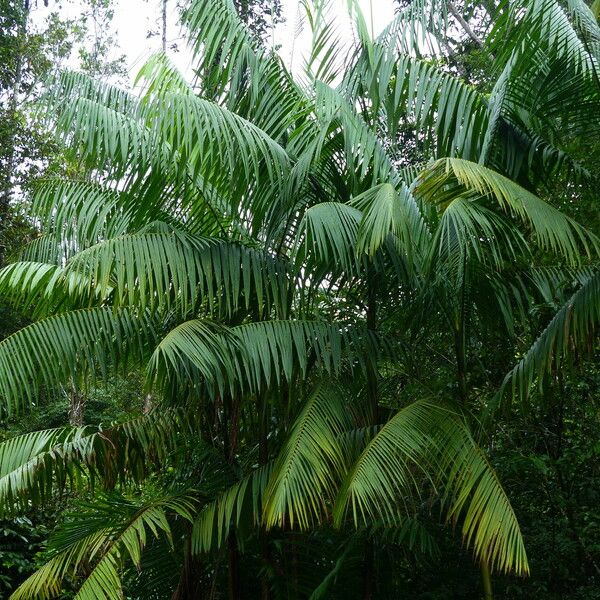 Euterpe oleracea Blatt