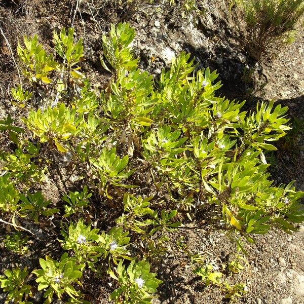 Globularia salicina