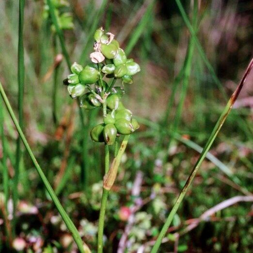 Scheuchzeria palustris Altul/Alta