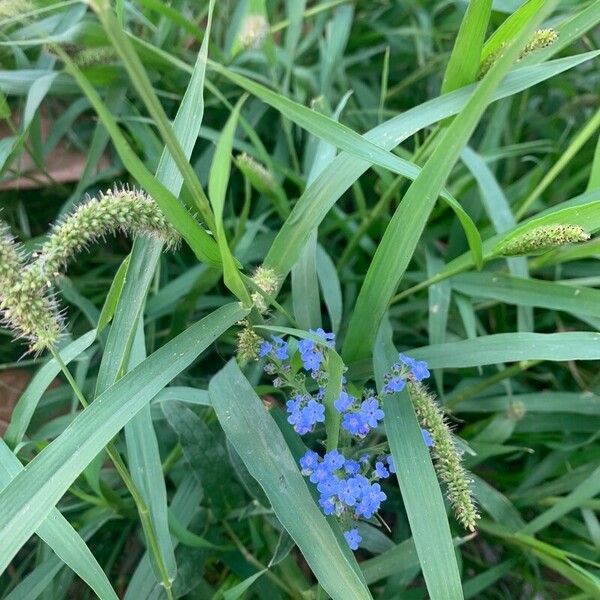 Cynoglossum amabile Blodyn