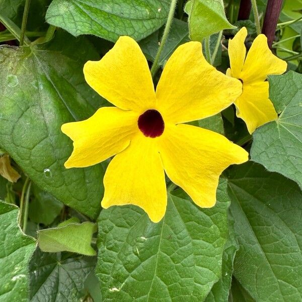 Thunbergia alata Цветок