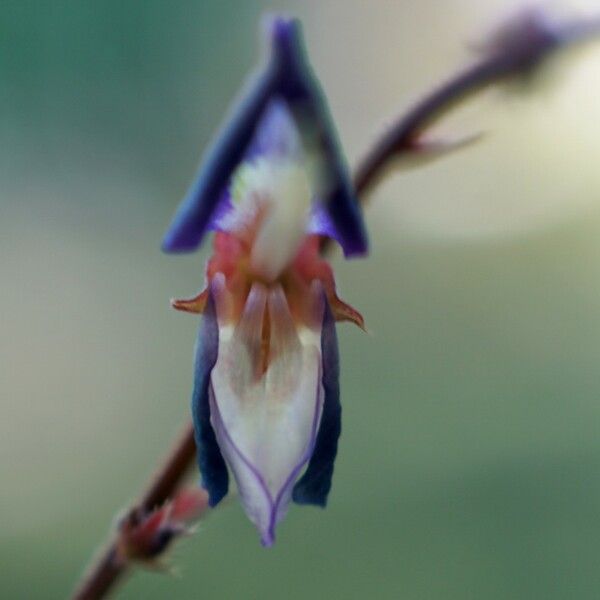 Grona triflora Λουλούδι