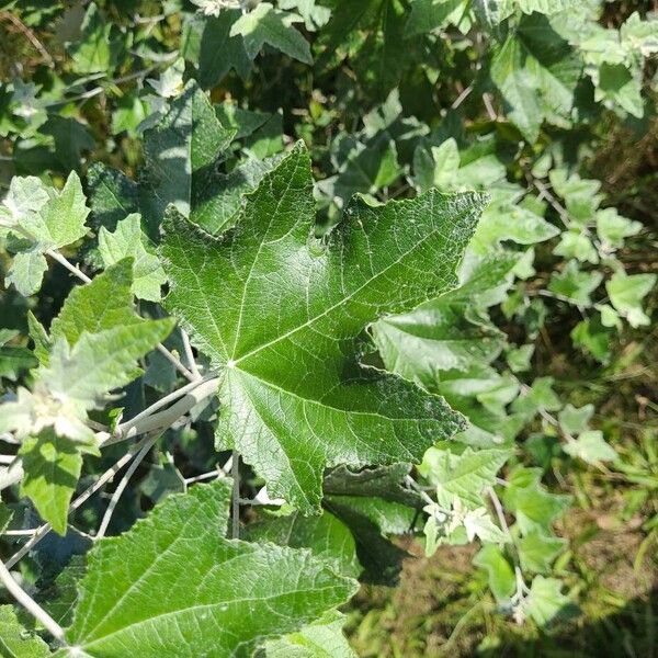 Populus alba برگ