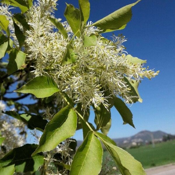 Fraxinus ornus Flower