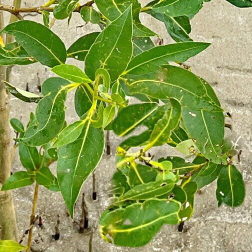 Avicennia marina Folha