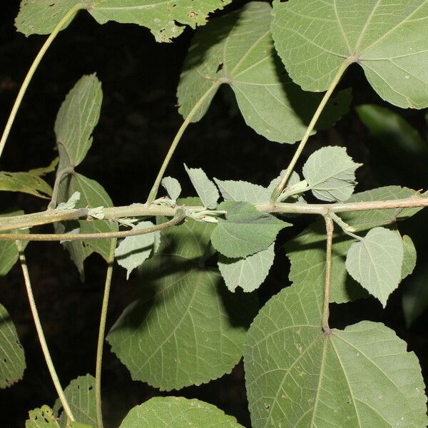 Allosidastrum pyramidatum Blad