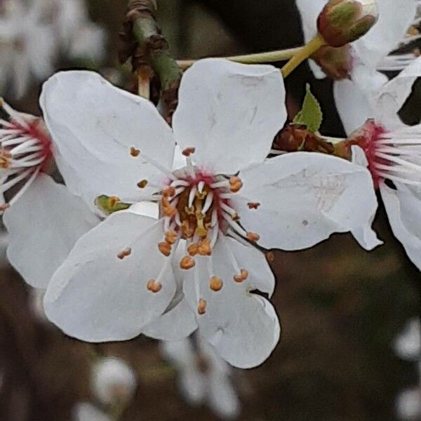 Prunus cerasus Fleur